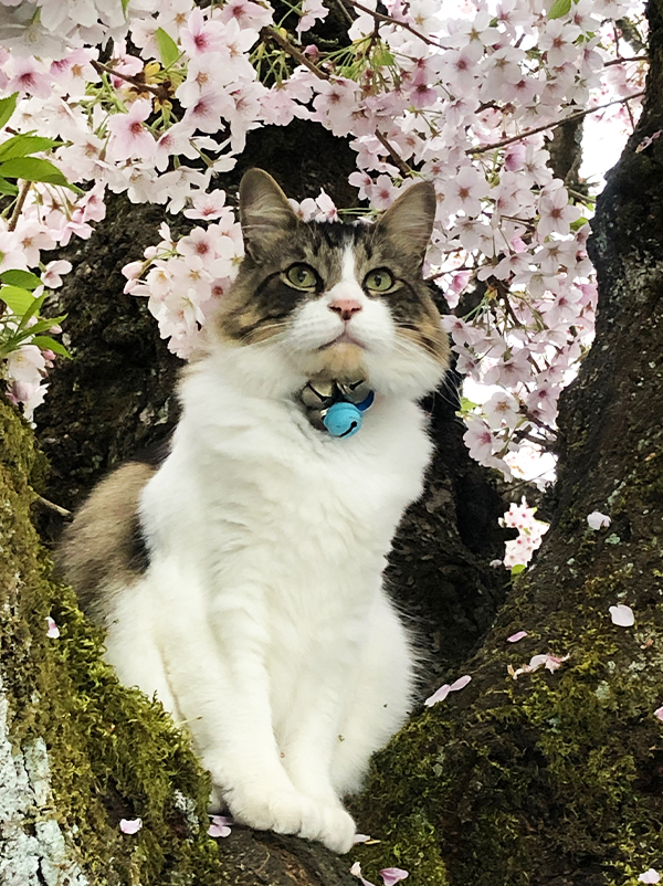 cat, cherry tree