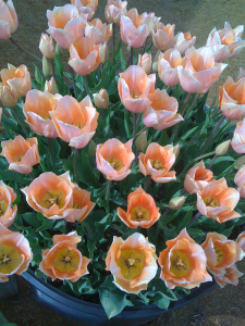 WOODEN SHOE TULIP FESTIVAL in Woodburn, OR