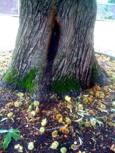 Fall leaves and nuts