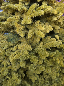 The snow is flocking orange, pink, yellow, purple, green, red and so on…