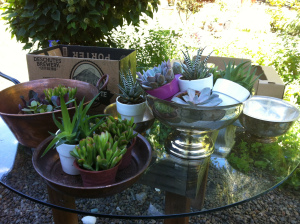 Hard to know where to start with all the plants and and planters.   We also used small rose plants in pots for the individual table arrangements.