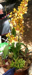 orchids at wedding STUDIO TULLIA 2