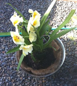 Planters STUDIO TULLIA 1