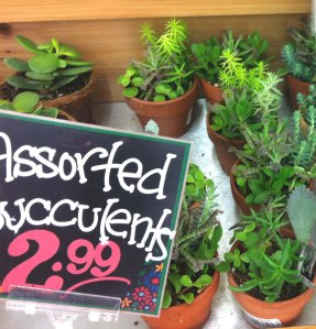 TJ'S Succulents STUDIO TULLIA 1