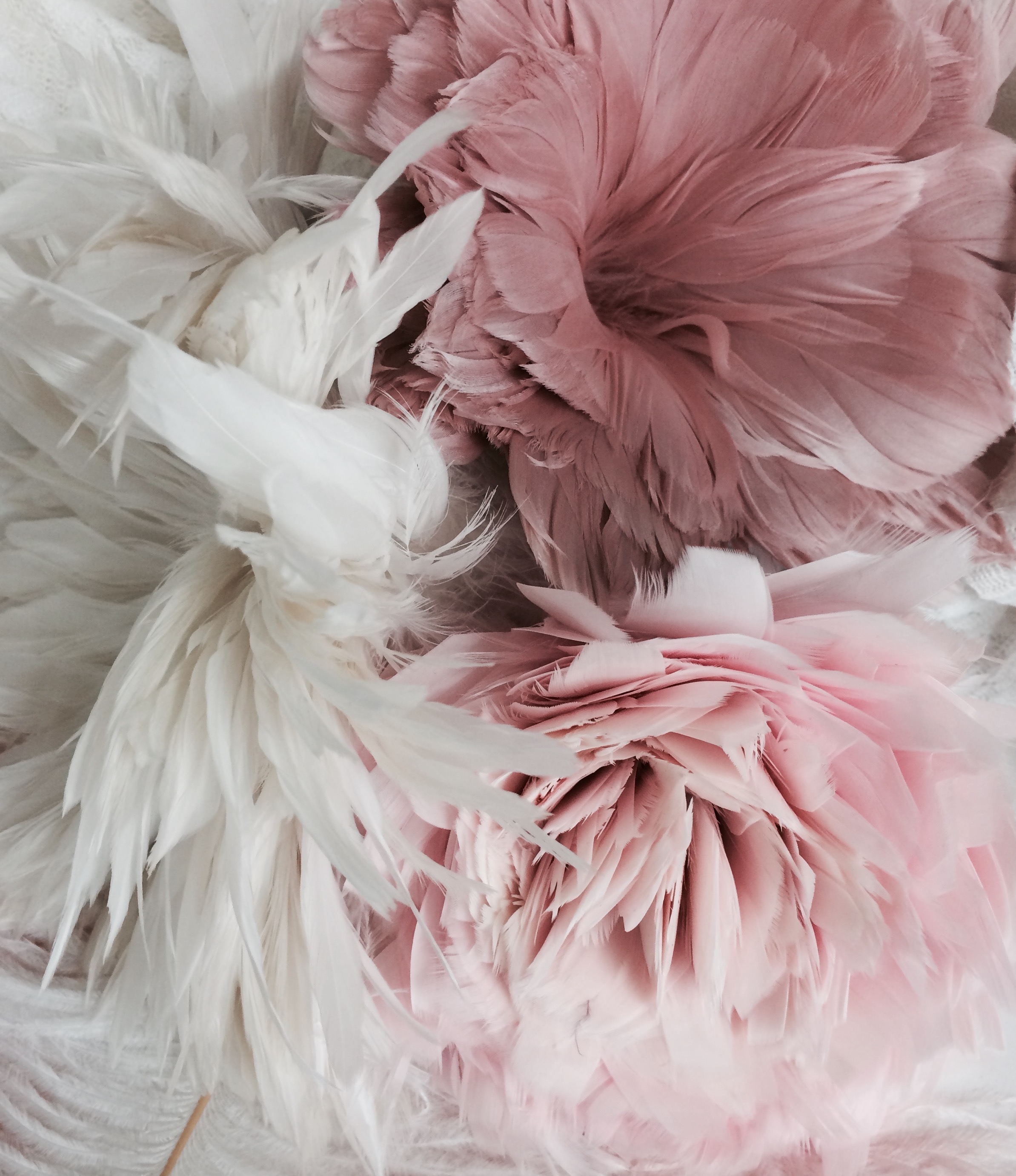 Feathers Studio Tullia 2.12.16.jpg