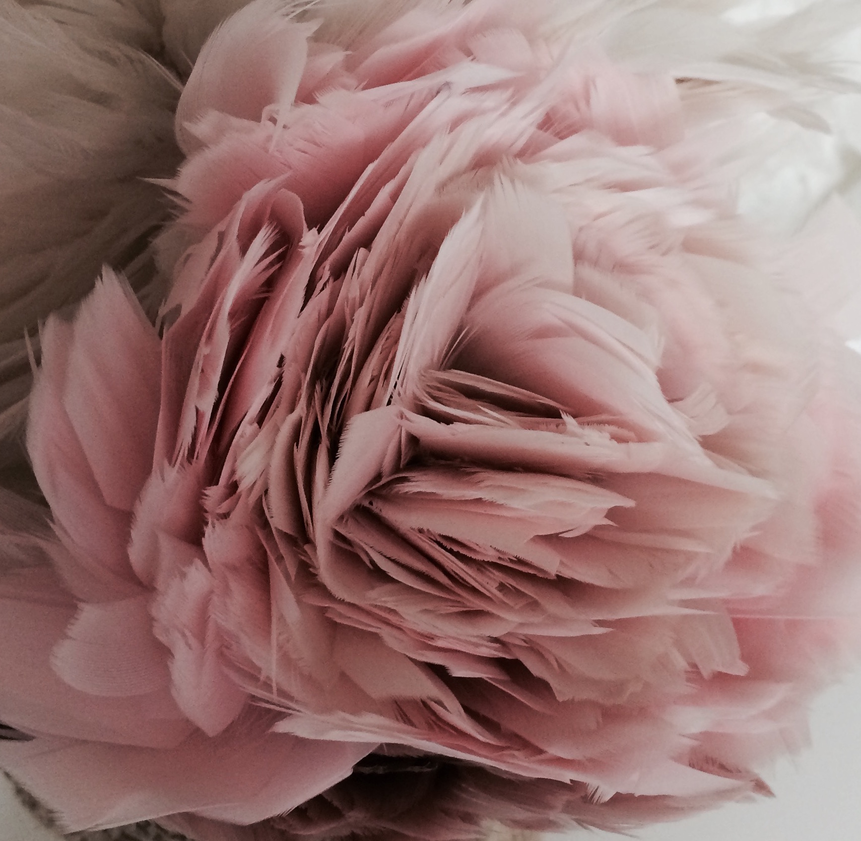 Pink Feathers Studio Tullia 2.12.16.jpg