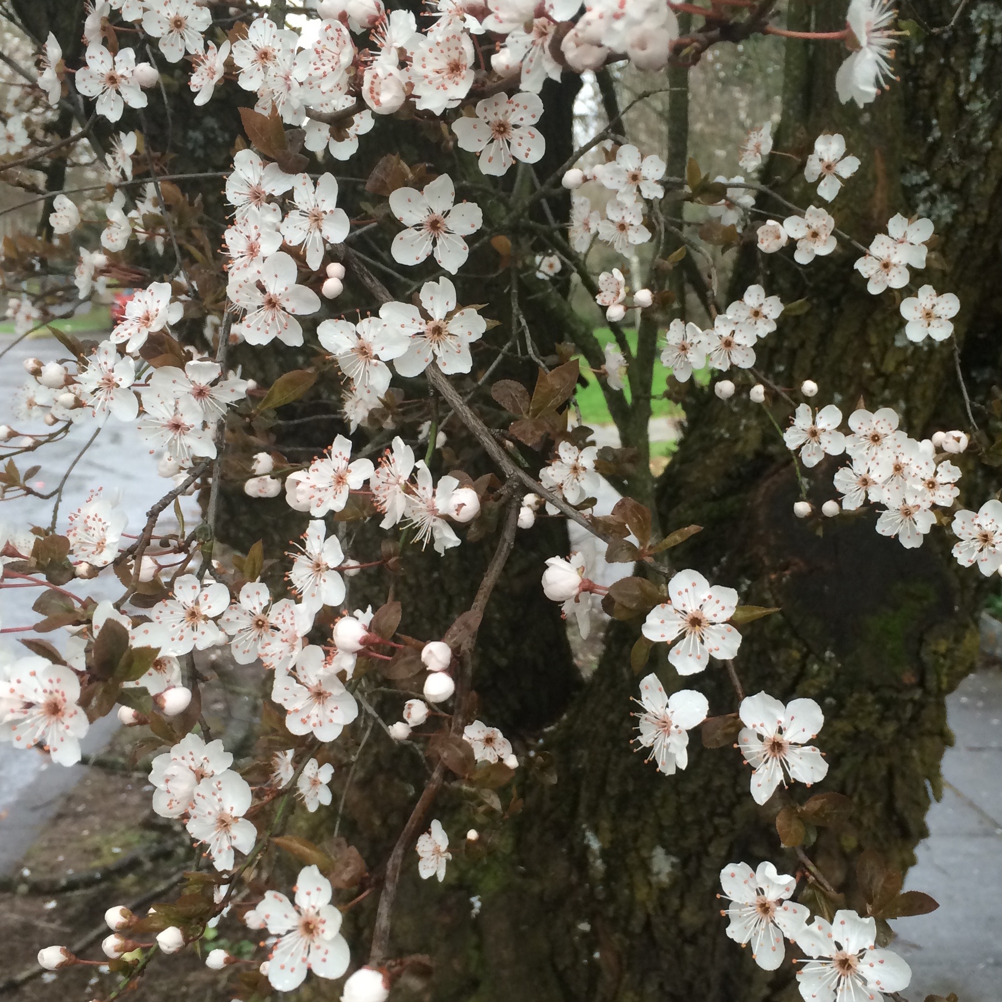 charlotte's room inspiration.jpg