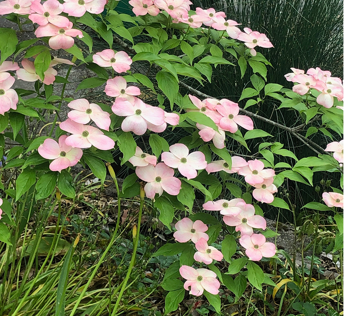 cherry_blossoms_portland_or