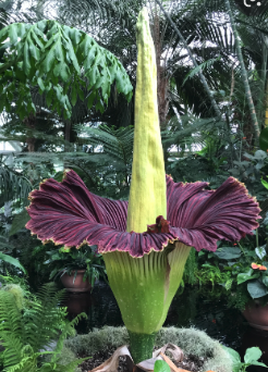 corpse flower